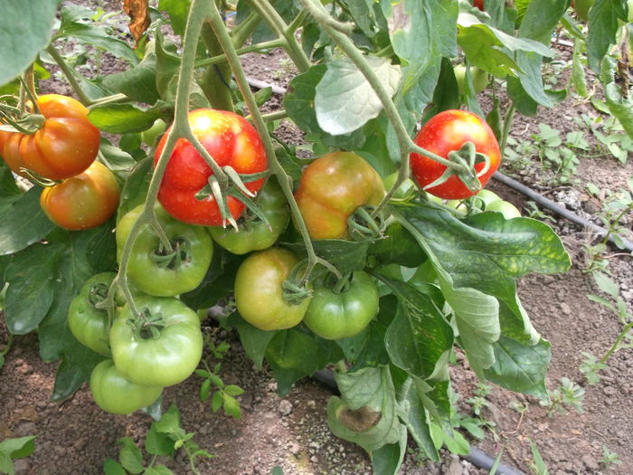 058 - Gradina de legume 2014-2015