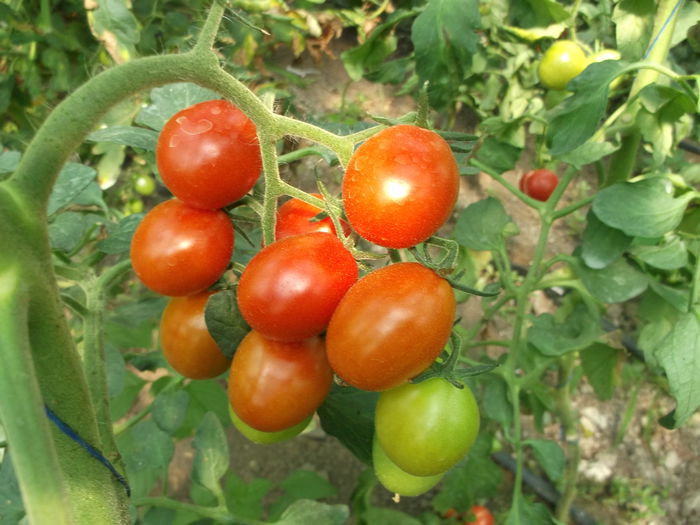 062 - Gradina de legume 2014-2015