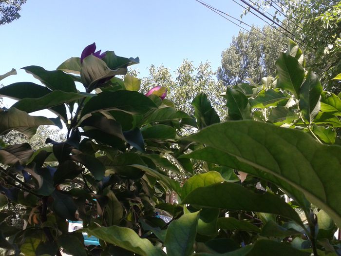 Magnolie in Iulie; a 2-a inflorire
