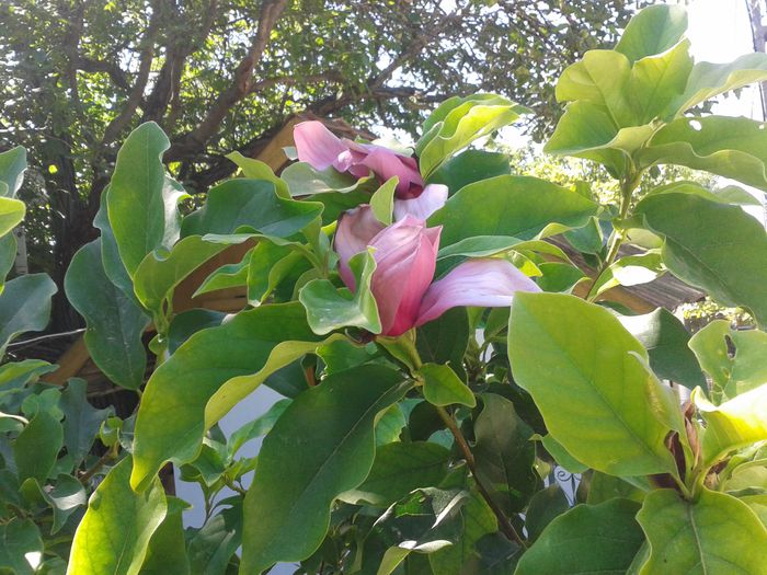 Magnolie in Iulie