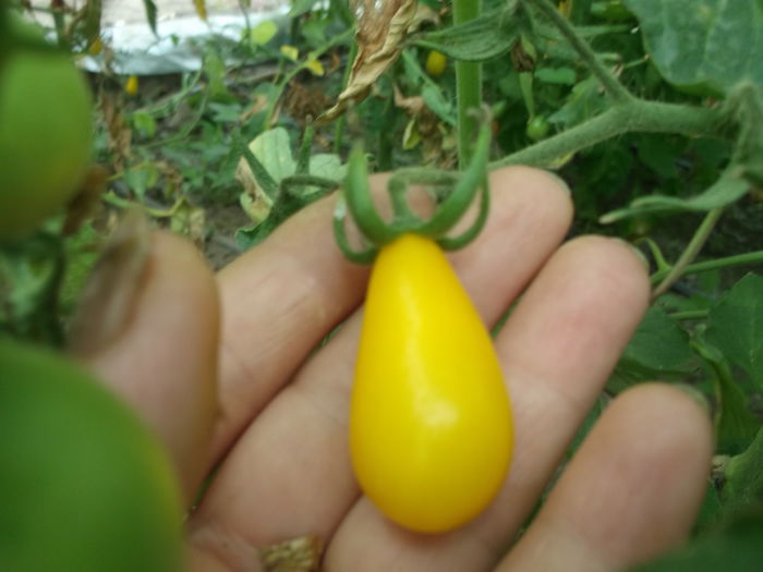 065 - Gradina de legume 2014-2015