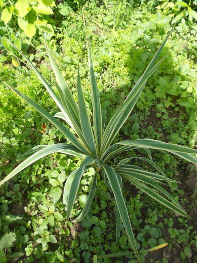 yuga waragat - plante de gradina