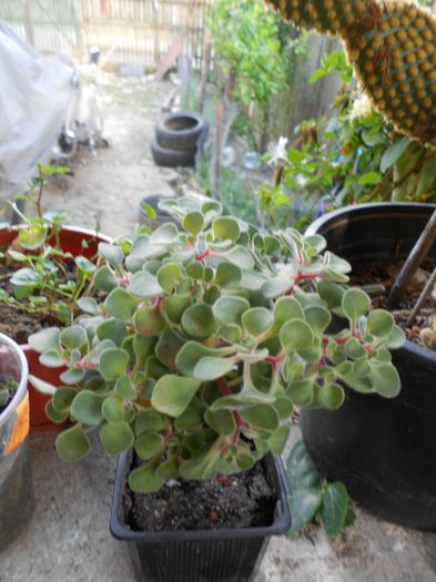 Picture 062 - diverse plante de camera