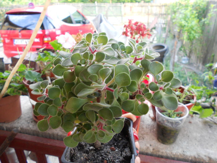 Pomul viieti - diverse plante de camera