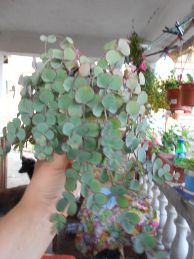 Picture 064 - diverse plante de camera