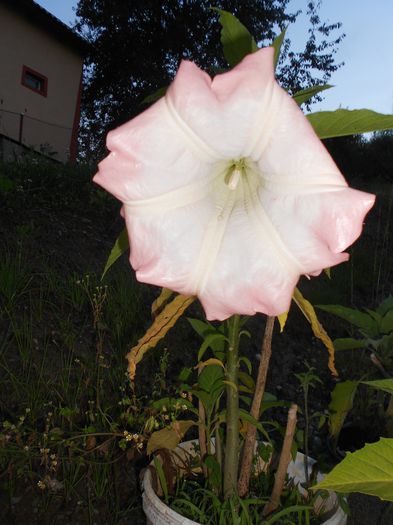 Picture 065 - diverse plante de camera