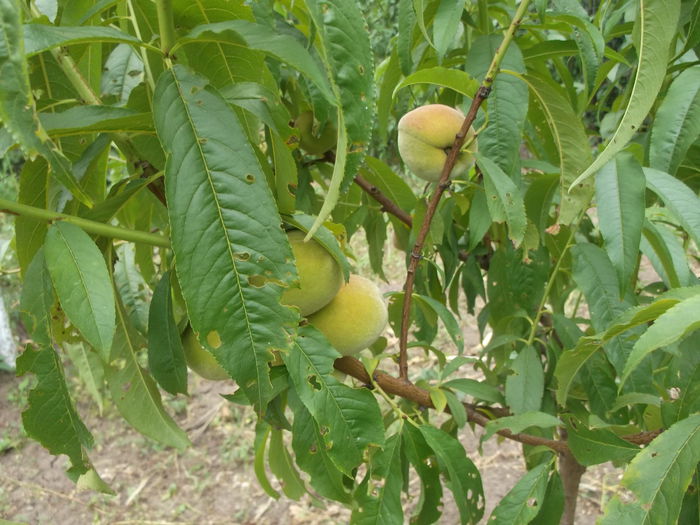 087 - Pomi si arbusti Fructiferi 2014-2015