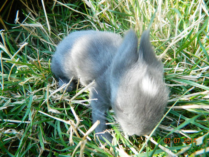 Picture 206 - iepuri angora pui