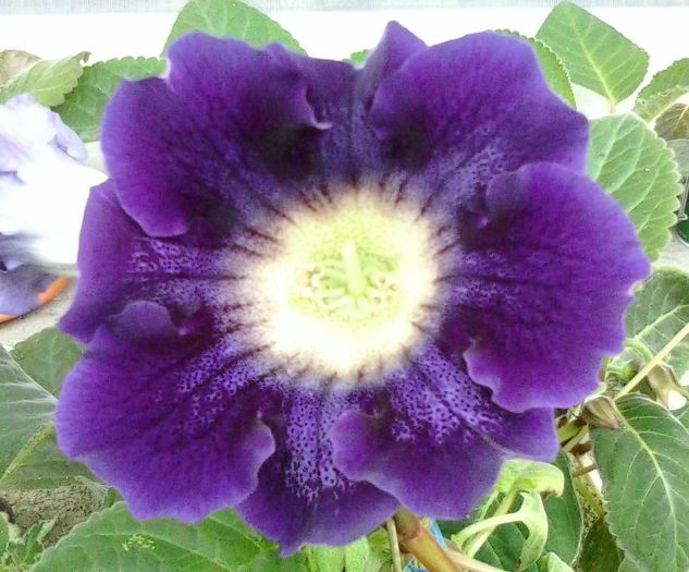 Tigrina Blue - Gloxinia