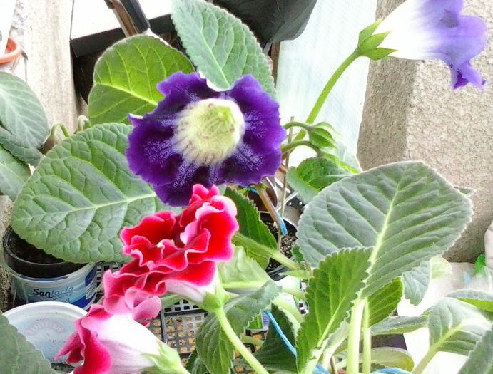  - Gloxinia