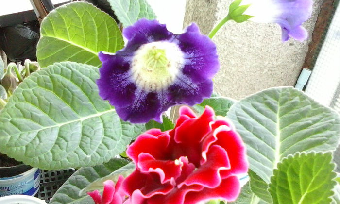  - Gloxinia