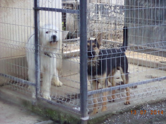 Doi din paznicii gospodariei; Doi din cainii lui Imre
