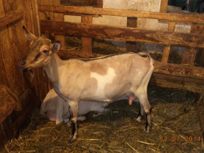 Doua capre frumoase-5