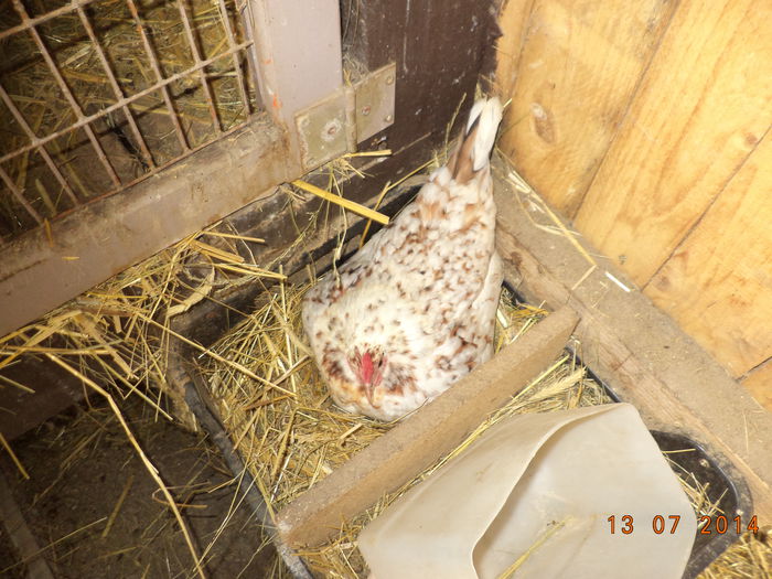 Gainusa Bantam pe oua