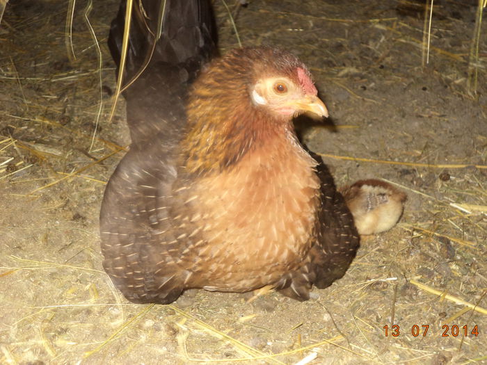 Gainusa cu puii sub ea