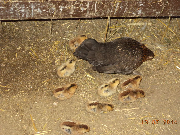 Gainusa cu puisorii pe sub custile iepurilor - La Zetea la Imre Sebestyen sa cumparam iepuri