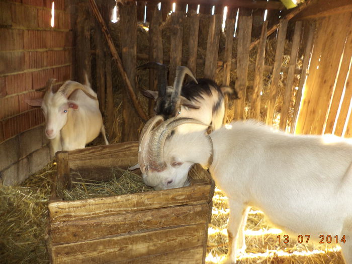 Doi tapi Saanen si unul corcit cu Alpina; frumosi
