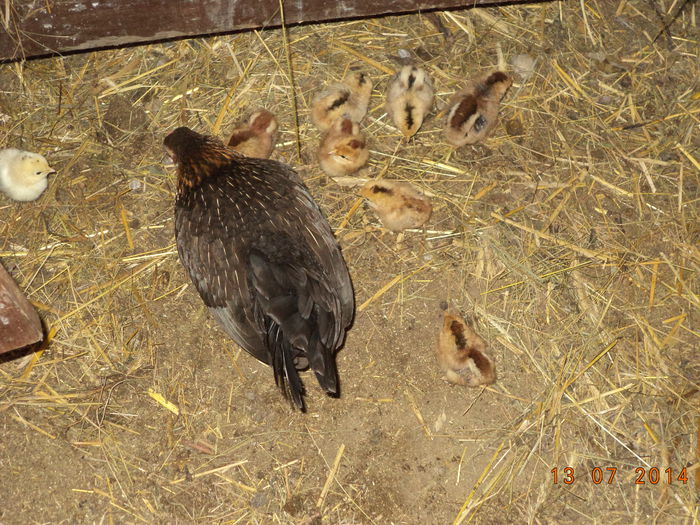 Gainusa Mii de flori cu pui-2