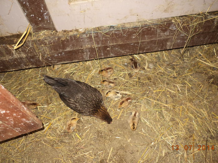 Gainusa Mii de flori cu puii-1