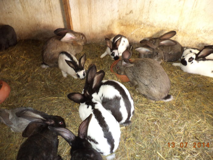 Iepurasi in tarc-4; multi iepuri in tarc
