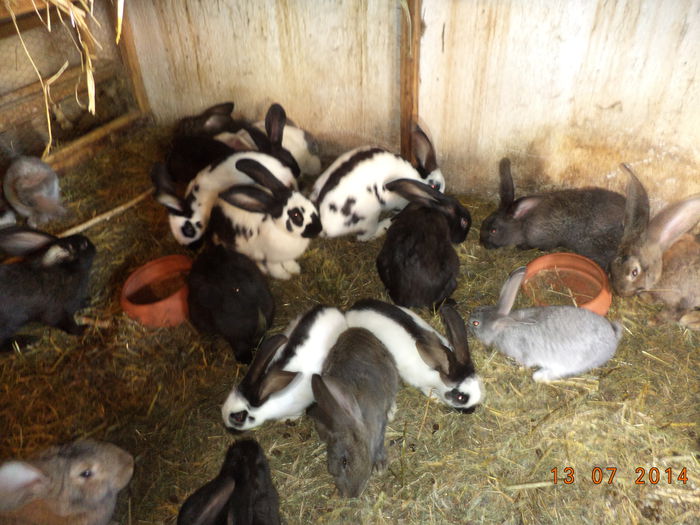 Iepuri frumosi in tarc