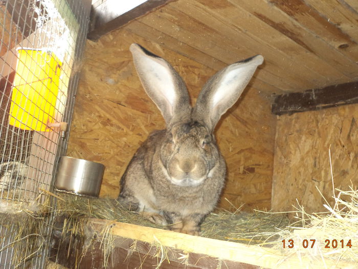 Mascul de Urias German-1; avea urechi deosebite
