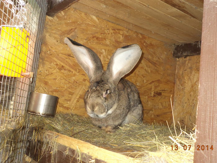 Mascul de Urias German-2