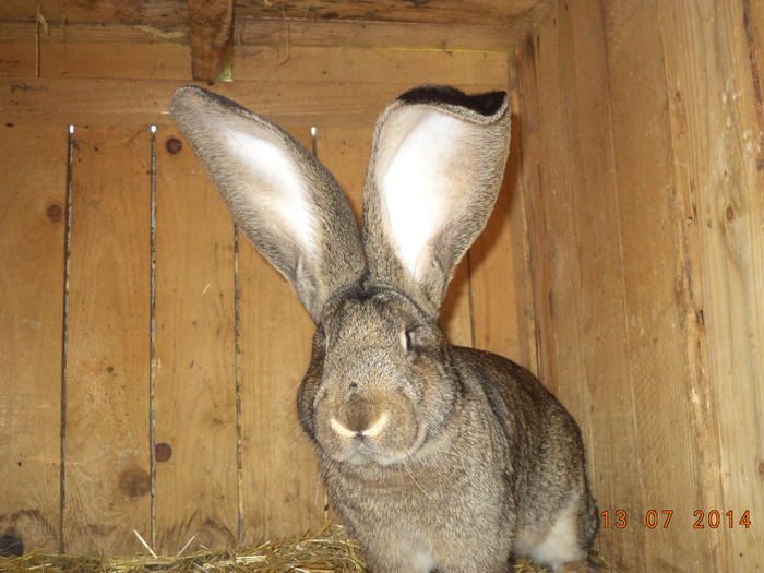 Mascul Urias German deosebit la urechi