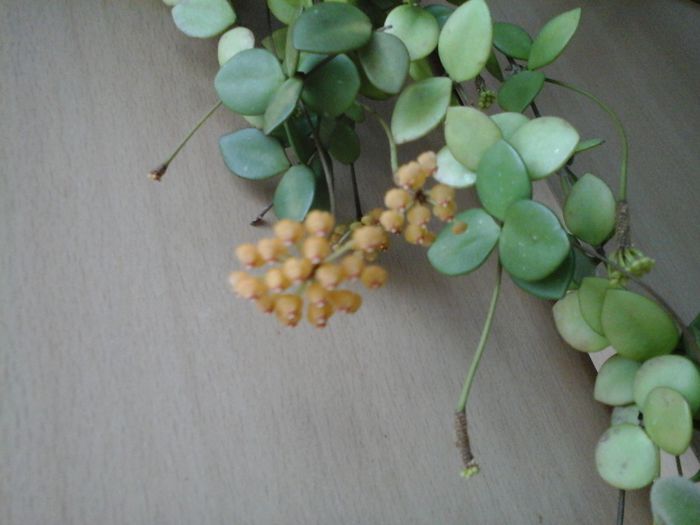 13.07.2014 - Hoya picta