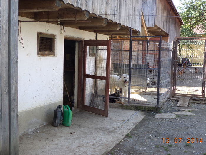 Paznicii gospodariei-4