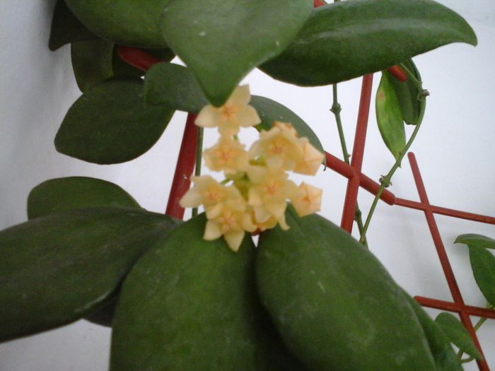 13.07.2014 - Hoya vanuatuensis