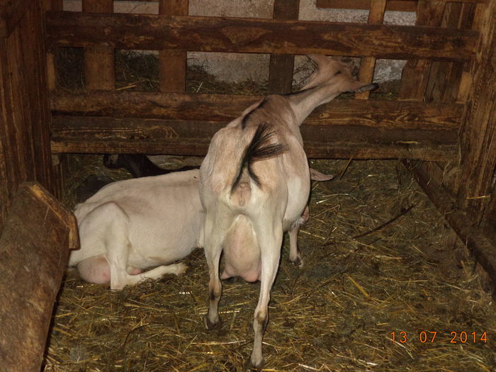 Uger frumos de capra de lapte