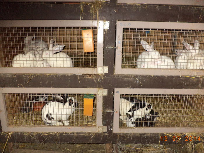 Urias German Alb si Pestrit urias German