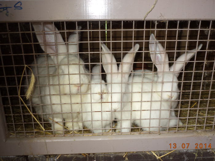 Urias German Alb- tineret