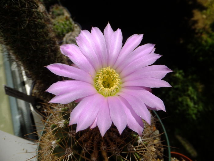 DSCF5787 - cactusi infloriti 2014