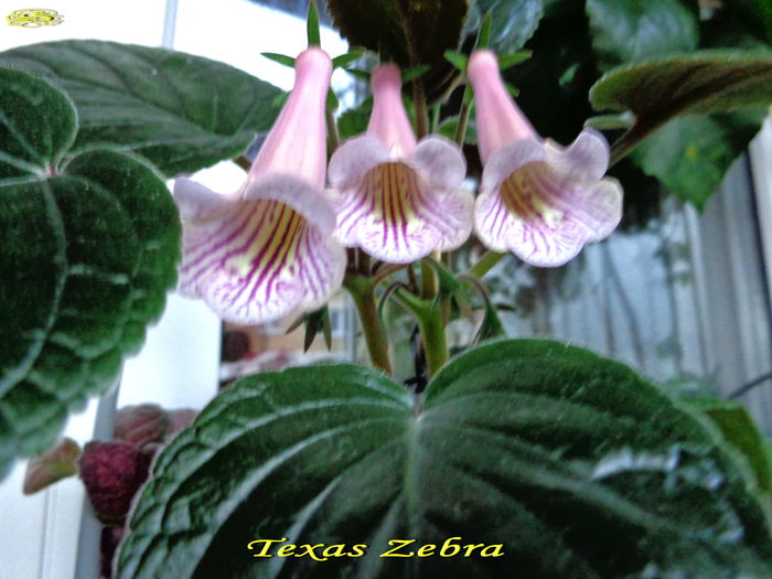 Texas Zebra(16-07-2014) Texas Zebra(16-07-2014)