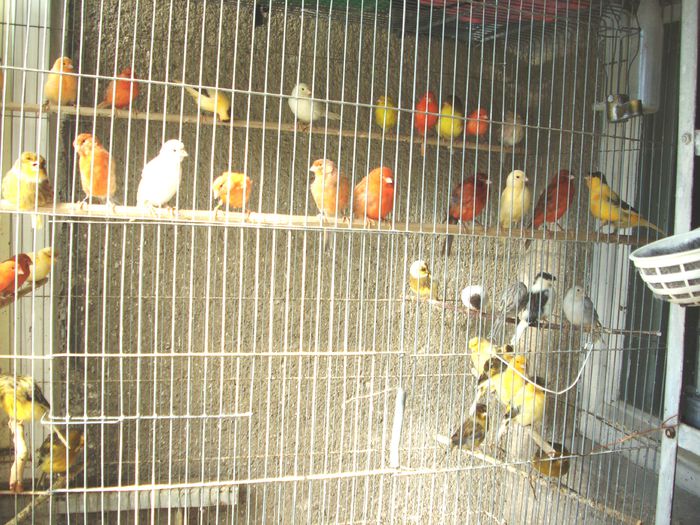 CANARI LA CUIB 2014 005