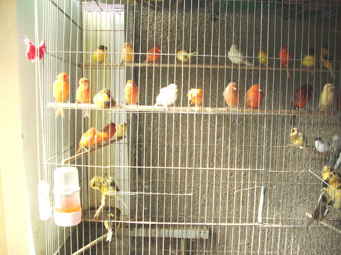 CANARI LA CUIB 2014 006