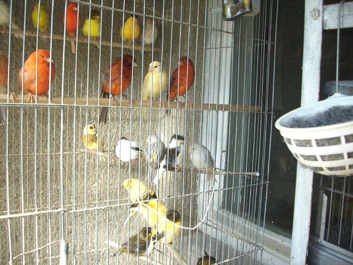 CANARI LA CUIB 2014 007