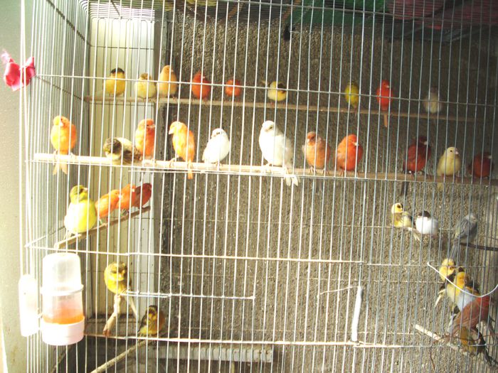 CANARI LA CUIB 2014 008