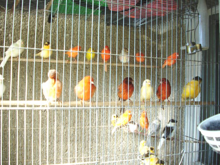 CANARI LA CUIB 2014 013