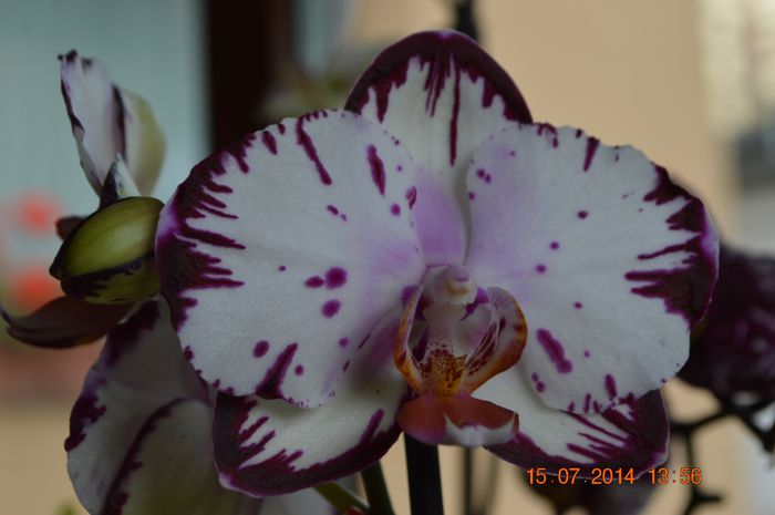 DSC_0603 - Phalaenopsis1