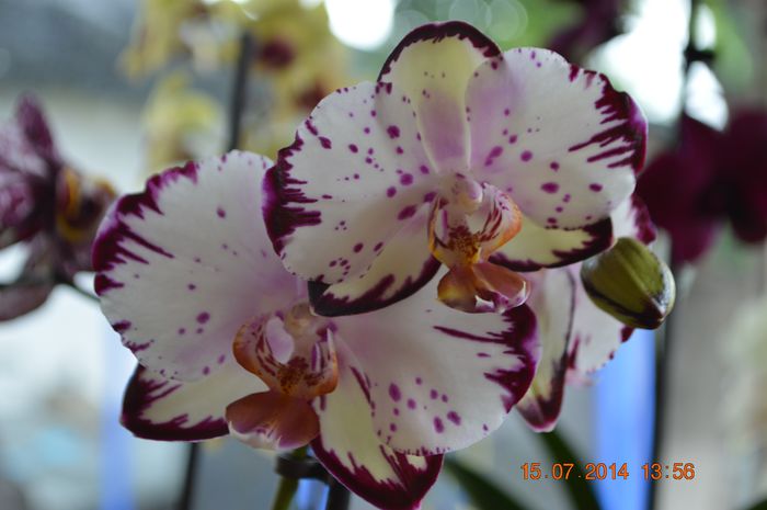 DSC_0604 - Phalaenopsis1