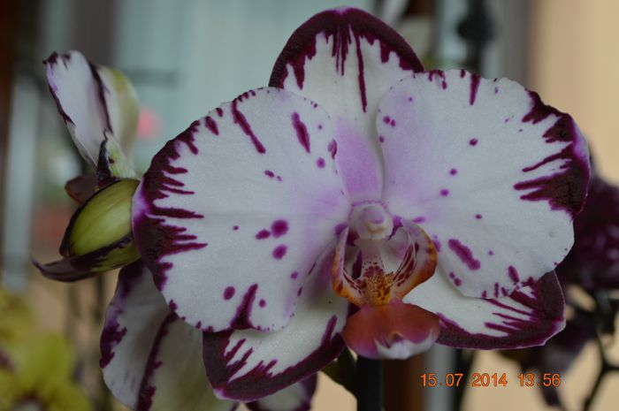 DSC_0605 - Phalaenopsis1