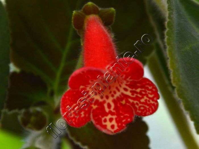 Kohleria Luci s Coral - KOHLERIA IV - Hibrizii mei - My hybrids