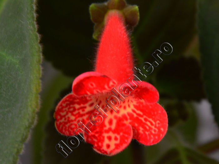 Kohleria Luci s Coral - KOHLERIA IV - Hibrizii mei - My hybrids