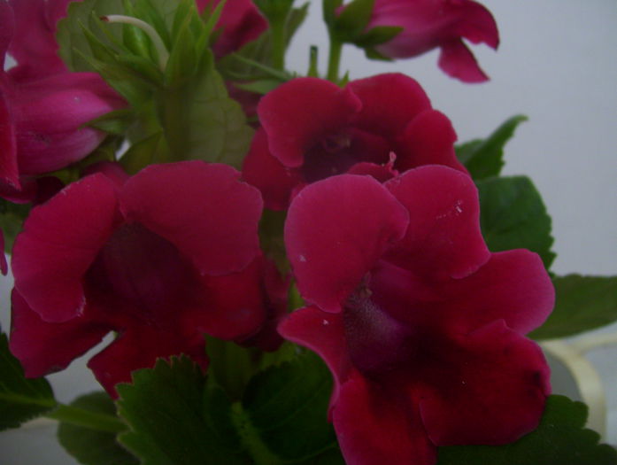  - gloxinia 2014
