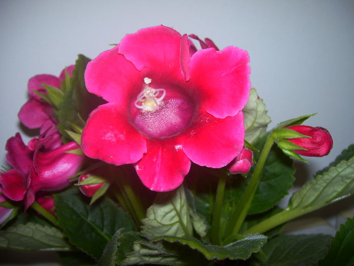  - gloxinia 2014