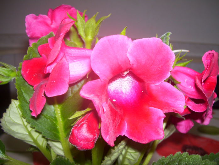 Picture 232 - gloxinia 2014