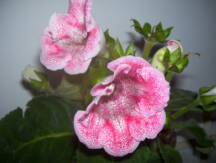  - gloxinia 2014